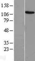 EVI1 (MECOM) Human Over-expression Lysates NM_005241