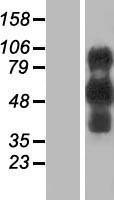 ls002124 evi2b human over expression lysates nm 006495 wb testing 1