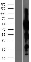 ls002128 evx1 human over expression lysates nm 001989 wb testing 1