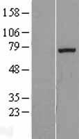 EXTL1 Human Over-expression Lysates NM_004455