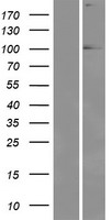 ls002138 eya1 human over expression lysates nm 172059 wb testing 6
