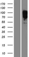 ls002138 eya1 human over expression lysates nm 172060 wb testing 2