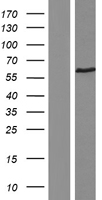 Thrombin Receptor (F2R) Human Over-expression Lysates NM_001992
