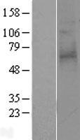Proteinase Activated Receptor 3 (F2RL2) Human Over-expression Lysates NM_004101