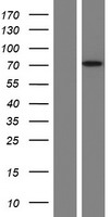 FAAH1 (FAAH) Human Over-expression Lysates NM_001441