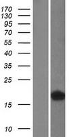 FABP4 Human Over-expression Lysates NM_001442