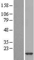 liver FABP (FABP1) Human Over-expression Lysates NM_001443