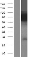 ls002180 acsl1 human over expression lysates nm 001995 wb testing 1