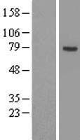 ACSL3 Human Over-expression Lysates NM_004457