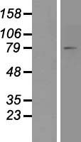 FACL4 (ACSL4) Human Over-expression Lysates NM_022977