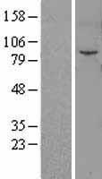 Fibroblast activation protein