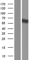 Fibulin 1 (FBLN1) Human Over-expression Lysates NM_006487