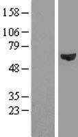 ls002193 farsla farsa human over expression lysates nm 004461 wb testing 1
