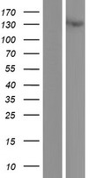 Fibulin 2 (FBLN2) Human Over-expression Lysates NM_001165035