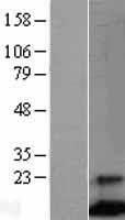 ls002207 fcer1g human over expression lysates nm 004106 wb testing 1