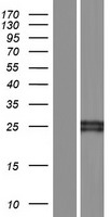 CD64 (FCGR1B) Human Over-expression Lysates NM_001004340