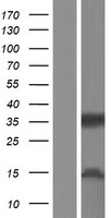ls002213 cd32b fcgr2b human over expression lysates nm 001190828 wb testing 4