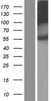 ls002218 fukutin fktn human over expression lysates nm 001198963 wb testing 2
