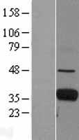 ls002219 fcn1 human over expression lysates nm 002003 wb testing 1