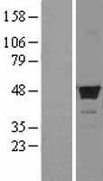 FDFT1 Human Over-expression Lysates NM_004462