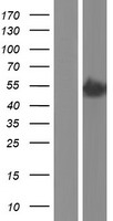 Ferredoxin Reductase (FDXR) Human Over-expression Lysates NM_004110