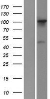 FGD1 Human Over-expression Lysates NM_004463