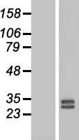 ls002248 fgf3 human over expression lysates nm 005247 wb testing 1