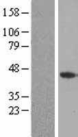 FGF4 Human Over-expression Lysates NM_002007