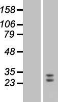 FGF9 Human Over-expression Lysates NM_002010