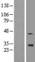 ls002258 fgf13 human over expression lysates nm 004114 wb testing 1