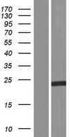 ls002258 fgf13 human over expression lysates nm 033642 wb testing 2