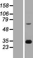 ls002259 fgf14 human over expression lysates nm 004115 wb testing 1
