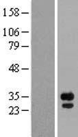 ls002259 fgf14 human over expression lysates nm 175929 wb testing 2