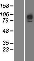 FGFR1 Human Over-expression Lysates NM_023106