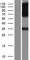 ls002260 fgfr1 human over expression lysates nm 023108 wb testing 4