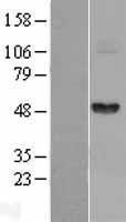 ls002266 fibrinogen gamma chain fgg human over expression lysates nm 000509 wb testing 1