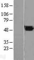 FH Human Over-expression Lysates NM_000143