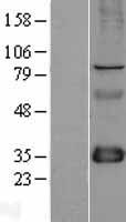 ls002273 fhl1 human over expression lysates nm 001159704 wb testing 4