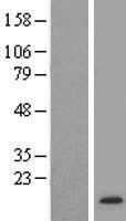 FKBP12 (FKBP1A) Human Over-expression Lysates NM_054014