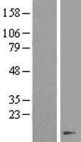 FKBP1B Human Over-expression Lysates NM_054033