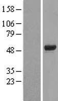 ls002298 foxd4 human over expression lysates nm 207305 wb testing 1