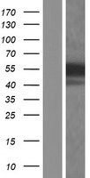 HFH4 (FOXJ1) Human Over-expression Lysates NM_001454