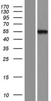 ls002306 foxd2 human over expression lysates nm 004474 wb testing 1
