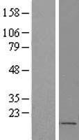FOXS1 Human Over-expression Lysates NM_004118