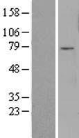 FOXO3 Human Over-expression Lysates NM_201559