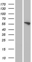 FMO3 Human Over-expression Lysates NM_001002294