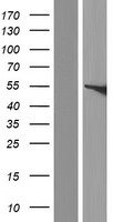 FMO5 Human Over-expression Lysates NM_001144829