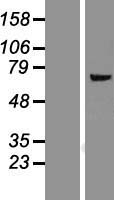 FMO5 Human Over-expression Lysates NM_001461