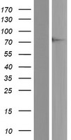 ls002332 fmrp fmr1 human over expression lysates nm 001185075 wb testing 1