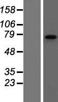ls002332 fmrp fmr1 human over expression lysates nm 002024 wb testing 2